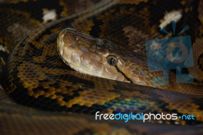 Reticulated Python Stock Photo