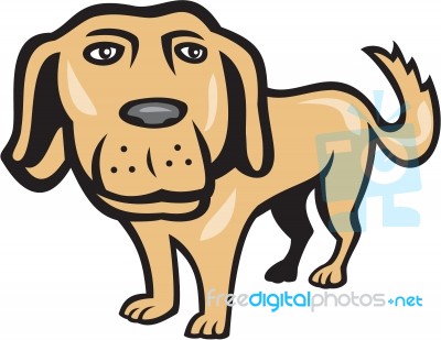 Retriever Dog Big Head Isolated Cartoon Stock Image