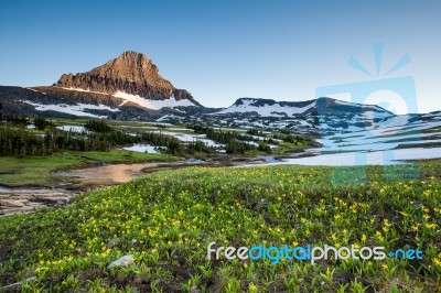 Reynolds Mountain Over Wildflower Field, Glacier National Park Stock Photo