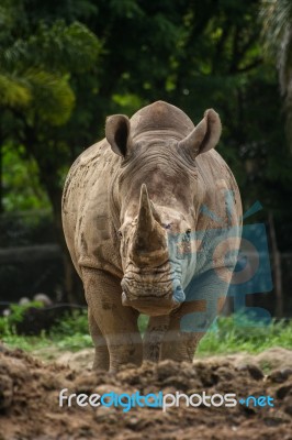 Rhino And Nature Stock Photo