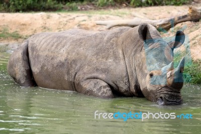 Rhino In The Muddy Water Stock Photo