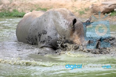 Rhino In The Muddy Water Stock Photo