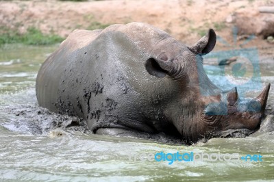 Rhino In The Muddy Water Stock Photo