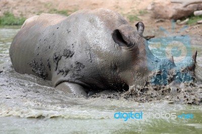 Rhino In The Muddy Water Stock Photo