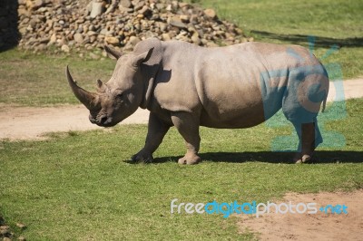 Rhino In The Park Zoo Stock Photo