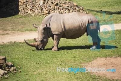 Rhino In The Park Zoo Stock Photo