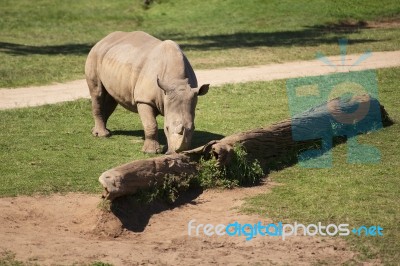 Rhino In The Park Zoo Stock Photo