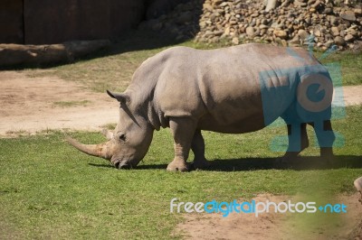 Rhino In The Park Zoo Stock Photo