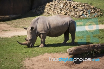 Rhino In The Park Zoo Stock Photo