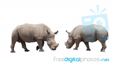 Rhino Isolated White Background Stock Photo