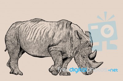 Rhinoceros Stock Image