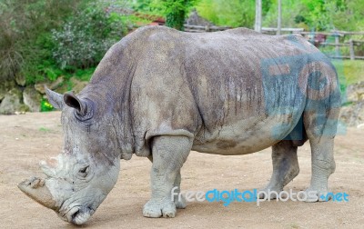 Rhinoceros Stock Photo