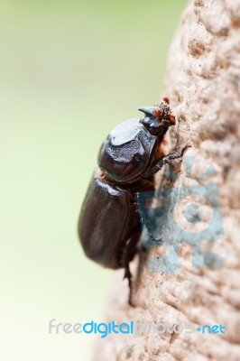 Rhinoceros Beetle Stock Photo