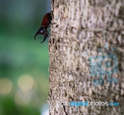 Rhinoceros Beetle Stock Photo