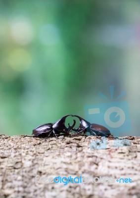 Rhinoceros Beetle Stock Photo