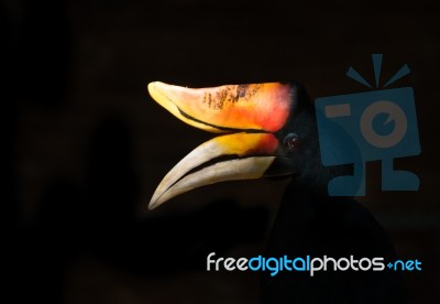 Rhinoceros Hornbill Buceros Rhinoceros Stock Photo