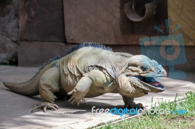 Rhinoceros Iguana (cyclura Cornuta) In The Bioparc Fuengirola Stock Photo