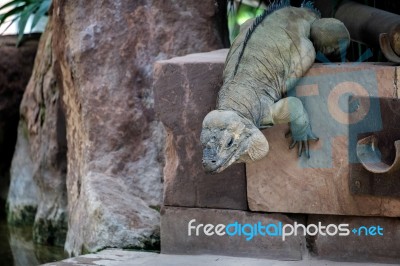 Rhinoceros Iguana (cyclura Cornuta) In The Bioparc Fuengirola Stock Photo