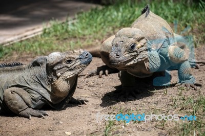 Rhinoceros Iguana (cyclura Cornuta) In The Bioparc Fuengirola Stock Photo