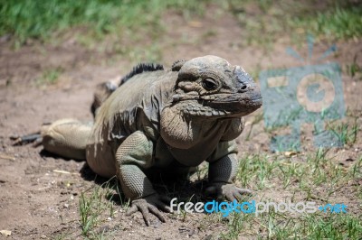 Rhinoceros Iguana (cyclura Cornuta) In The Bioparc Fuengirola Stock Photo