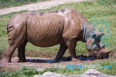 Rhinoceros (rhinocerotidae) Stock Photo