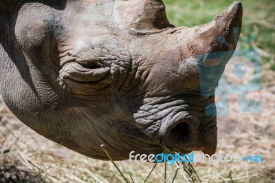 Rhinoceros (rhinocerotidae) Stock Photo