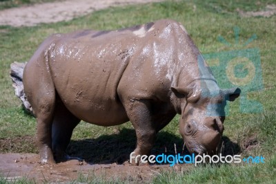 Rhinoceros (rhinocerotidae) Stock Photo