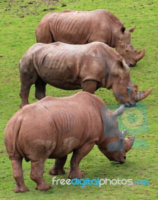 Rhinos Stock Photo