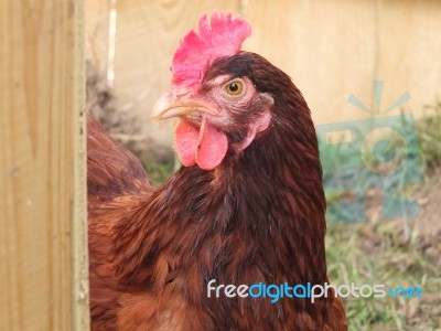 Rhode Island Red Hen Stock Photo