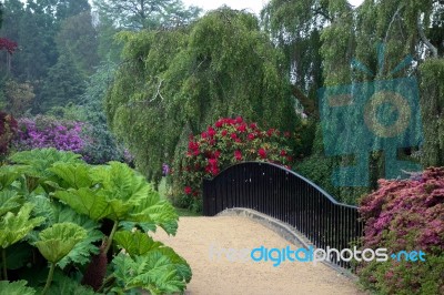 Rhodendrons In Sheffield Park Gardens Stock Photo