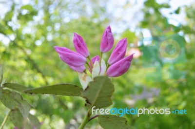 Rhododendron Stock Photo