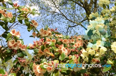 Rhododendron Stock Photo