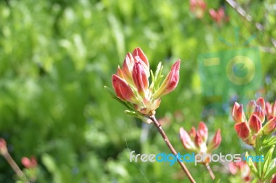 Rhododendron Stock Photo