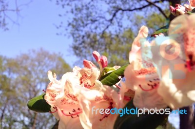 Rhododendron Stock Photo