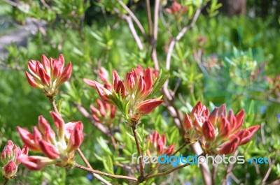 Rhododendron Stock Photo