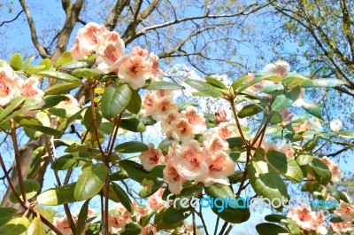 Rhododendron Stock Photo