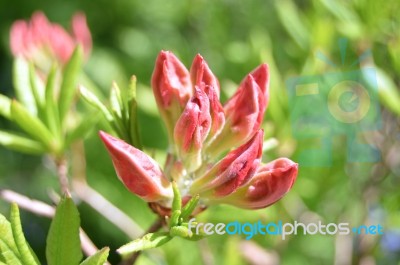 Rhododendron Stock Photo