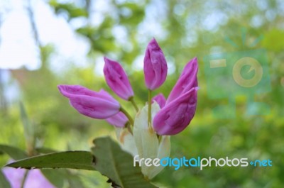 Rhododendron Stock Photo