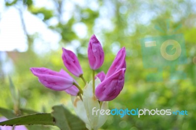 Rhododendron Stock Photo