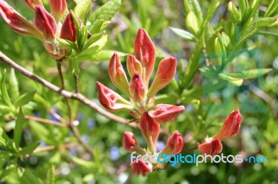 Rhododendron Stock Photo