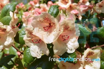 Rhododendron Stock Photo