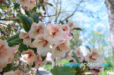 Rhododendron Stock Photo