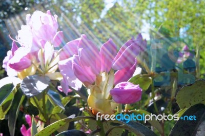 Rhododendron Stock Photo