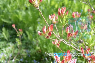 Rhododendron Stock Photo