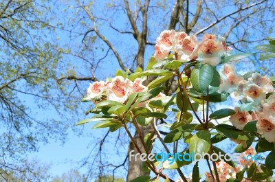 Rhododendron Stock Photo