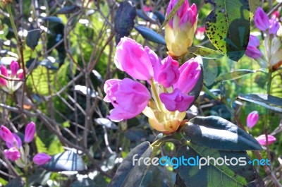 Rhododendron Stock Photo