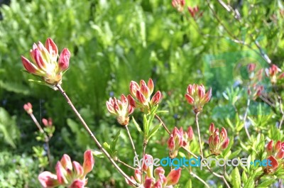 Rhododendron Stock Photo