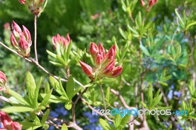 Rhododendron Stock Photo