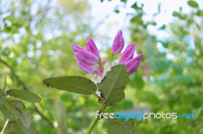 Rhododendron Stock Photo