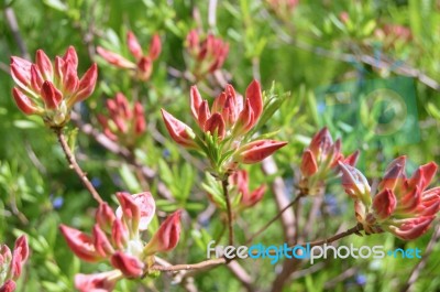 Rhododendron Stock Photo